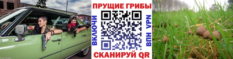 дарк нет какой сайт Оха Галлюциногенные грибы прущие грибы даркнет сайт
